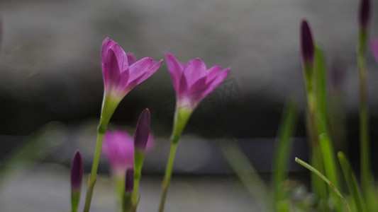 粉红色 Zephyranthes 百合的选择性焦点。粉红色雨百合春花在模糊的自然散景背景上。