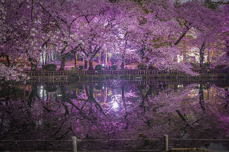中国吉野山摄影照片_井公园的夜樱花