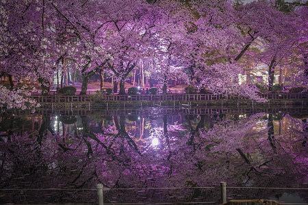 井公园的夜樱花