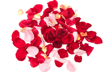 玫瑰花瓣中的红玫瑰隔离在白色背景