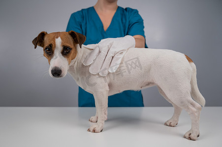 兽医用一次性湿手套给杰克罗素梗犬洗澡。
