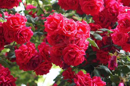 许多开花的灌木玫瑰花蕾，红色花瓣