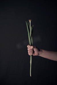女性手捧花摄影照片_女性双手捧着一朵呆滞的花。