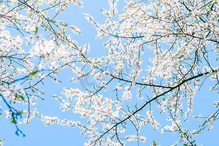 樱花树开花和蓝天，白花作为自然背景