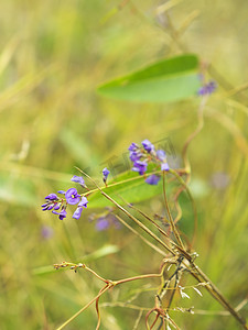 澳大利亚冬季野花 Hardenbergia Sarsaparilla