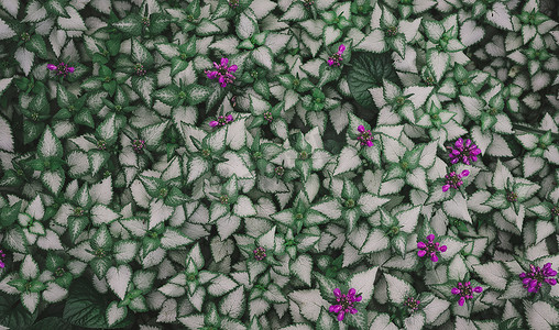 斑点花摄影照片_花园里的羊肉绿叶和紫色花朵，顶视图