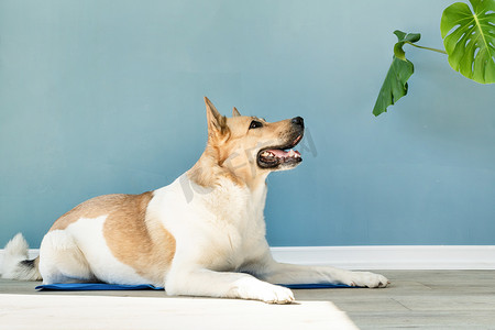 可爱的混种狗躺在凉爽的垫子上，抬头看着蓝色的墙壁背景