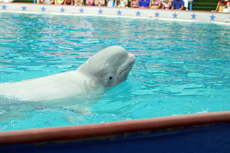 白鲸海豚摄影照片_白鲸