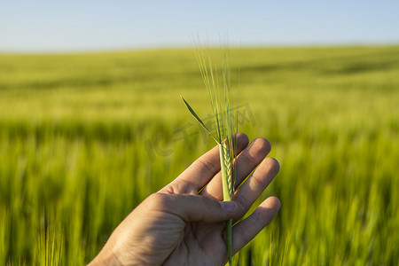 男人的手拿着大麦的小穗，反对大麦和蓝天的肥沃田野。