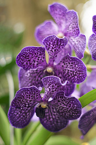 紫色兰花万达的特写分支，有选择的焦点，异国情调的植物