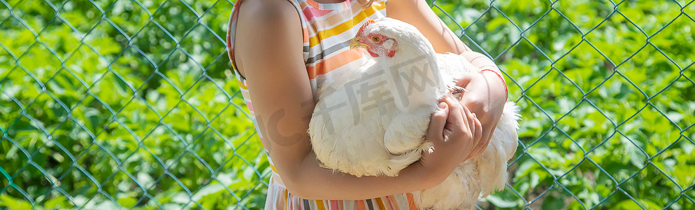 农场里的一个孩子和一只鸡。