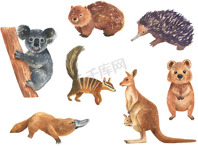 水彩墨迹花摄影照片_一组在白色背景下分离的澳大利亚动物水彩插图。