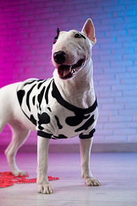 紫色衣服摄影照片_一只穿着斑点狗衣服的白色斗牛犬靠在霓虹粉色和蓝色色调的砖墙上