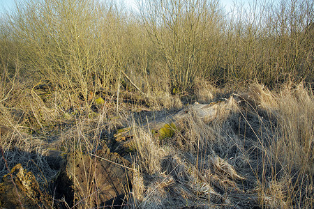 早春，丹麦空旷的沼泽地沼泽上的干枯芦苇丛。