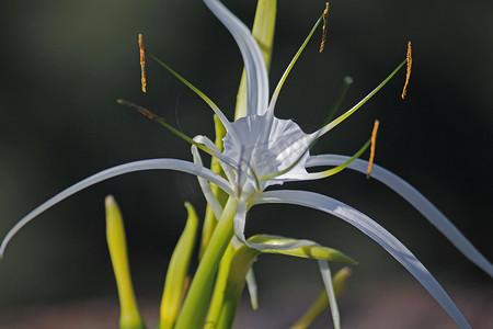 蜘蛛百合、海滩蜘蛛百合、Hymenocallis littoralis