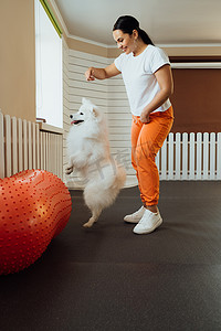 训宠物摄影照片_雪白狗在宠物屋与训练师一起训练日本斯皮茨