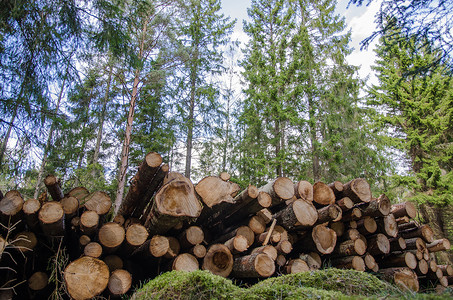 砍伐森林背景摄影照片_森林里的原木堆