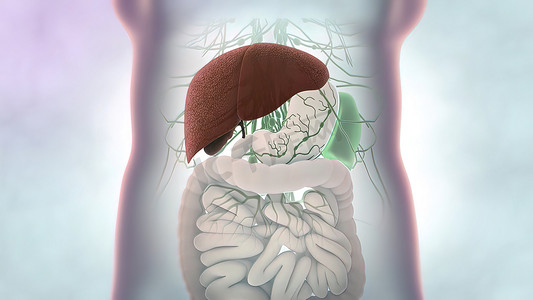 人体肝脏解剖学和肝脏部位的定义