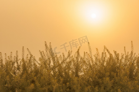 清晰的金色渐变天空中升起的太阳，模糊前景中的绿草