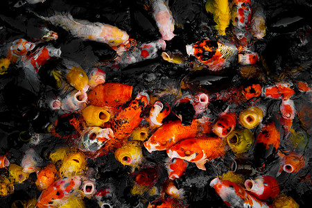 烫金色锦鲤摄影照片_大量色彩缤纷的三文鱼