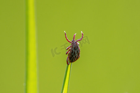 蜘蛛类摄影照片_一只蜱虫坐在一片草叶上