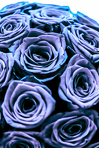蓝玫瑰摄影照片_魅力奢华的蓝玫瑰花束，鲜花盛开，作为花卉假日背景