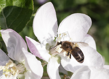 蜜蜂在苹果花上采集花蜜。