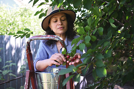 丰收园摄影照片_可爱的女园丁在樱桃园采摘成熟的樱桃。