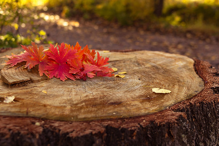 树桩上的红秋叶和浆果，模糊的森林背景，掉落和感恩节的概念，有选择的焦点