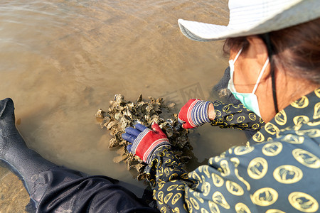 2022年3月15日，泰国帕岸岛：老妇人采蛤求生