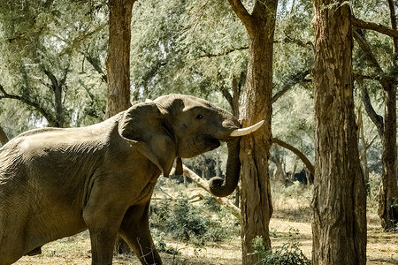 摇晃的树摄影照片_一头巨大大象在灌木丛中摇晃树的惊人特写