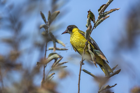 克鲁格摄影照片_南非克鲁格国家公园的非洲黑头黄鹂