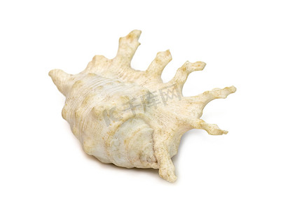 兰比斯天蝎海贝的图像，俗名蝎子海螺或蝎子蜘蛛海螺，是一种大型海蜗牛，是海螺科的海洋腹足类软体动物，是白色背景上的真正海螺。