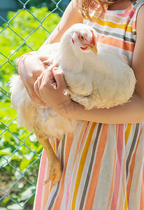 农场鸡摄影照片_农场里的一个孩子和一只鸡。