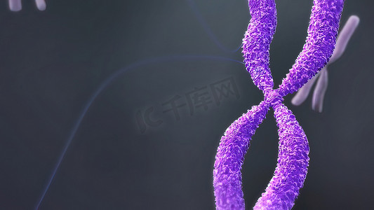 细胞核内的染色体和DNA