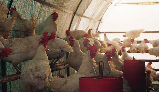 农场鸡摄影照片_生活充满选择，过马路还是呆在笼子里。