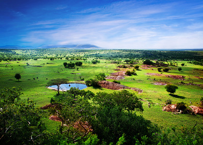 盛开的稀树草原，在坦桑尼亚，非洲全景
