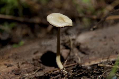 萨尔瓦多贾迪姆的真菌