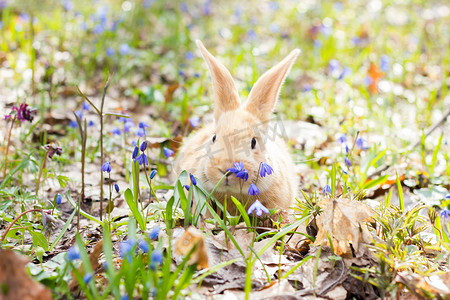 可爱的小花朵摄影照片_一片蓝色春天的花朵和一只毛茸茸的小红兔子的空地，