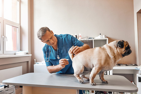 请耐心等待，中年男兽医正在兽医诊所测量哈巴狗的体温