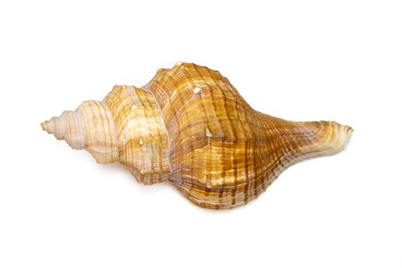 梯形马海螺、条纹狐海螺贝壳 (Pleuroloca trapezium) 的图像在白色背景下被隔离。