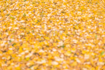 色彩缤纷的树叶季节性秋季背景。