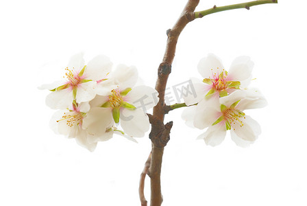 李子树开白花。