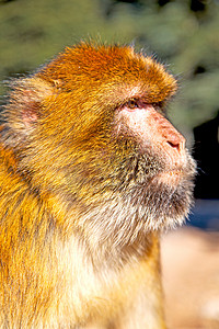 绿色生物背景摄影照片_非洲摩洛哥猴子动物群关闭