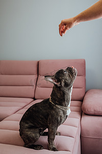 法国斗牛犬，金链坐在粉红色的沙发上，不耐烦地抬头看着人手拿着饲料，小狗等待食物