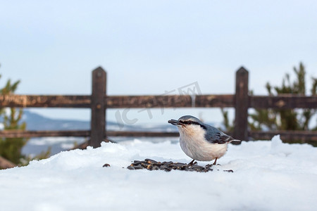 五子棋棋盘背景摄影照片_寒冷冬季森林公园雪观台上嘴里有种子的野生小鸟五子雀，山景