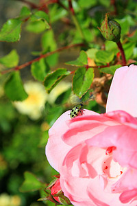 粉红玫瑰上的甲虫
