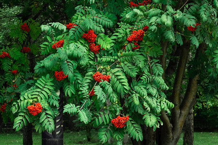 夏秋花园里，枝条上成熟的红山灰浆果，绿叶，路边的罗文树
