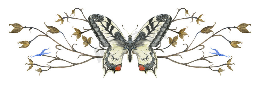 蝴蝶 Machaon 和植物的自然设计小插图
