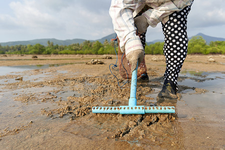 2022年3月15日，泰国帕岸岛：女人挖沙子寻找蛤蜊